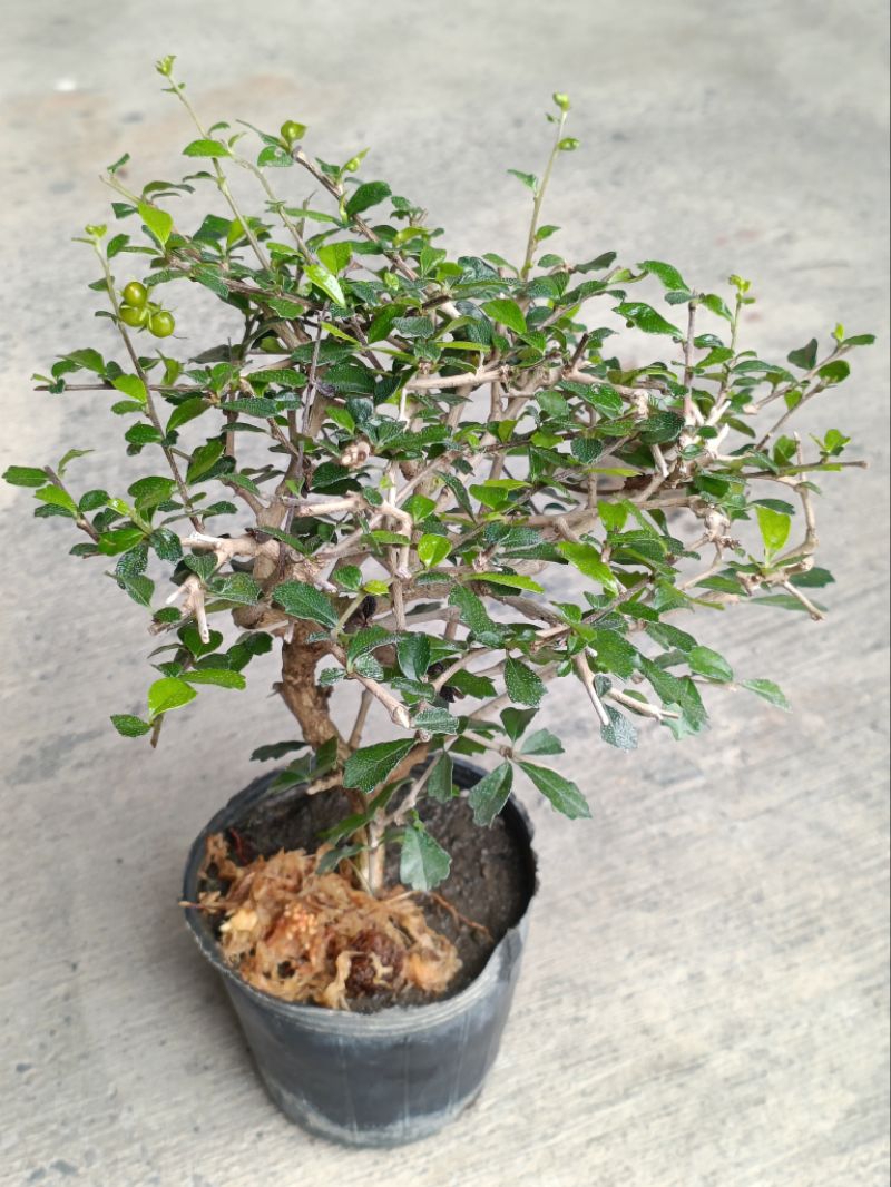 盆栽】第98回 国風盆栽展 後期 【Bonsai】The 98th Kokufu Bonsai Exhibition 2024 真柏 Shimpaku  #bonsai #盆栽 #盆景 #園芸 #盆栽のある暮らし #japanphoto #분재 #caycanh #bonsaitree  #bonsaijapan #bonsailife #bonsailovers #bonsaiart #bonsaiworld #bonsaigram  