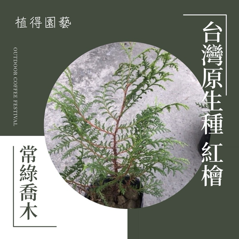 植得｜台灣原生種·紅檜｜台灣特有種｜扁柏屬柏科常綠喬木 | 蝦皮購物