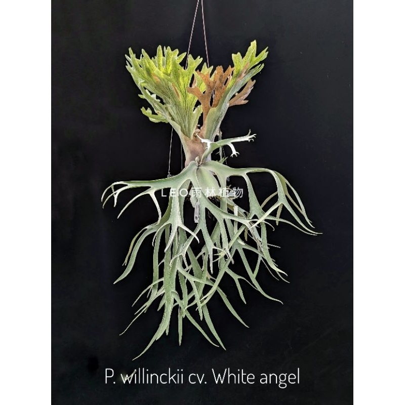 P. willinckii cv. White angel 白天使 鹿角蕨