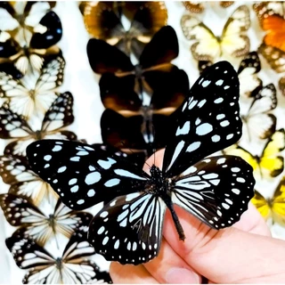 蟲新發現蝴蝶藝品館, 線上商店| 蝦皮購物