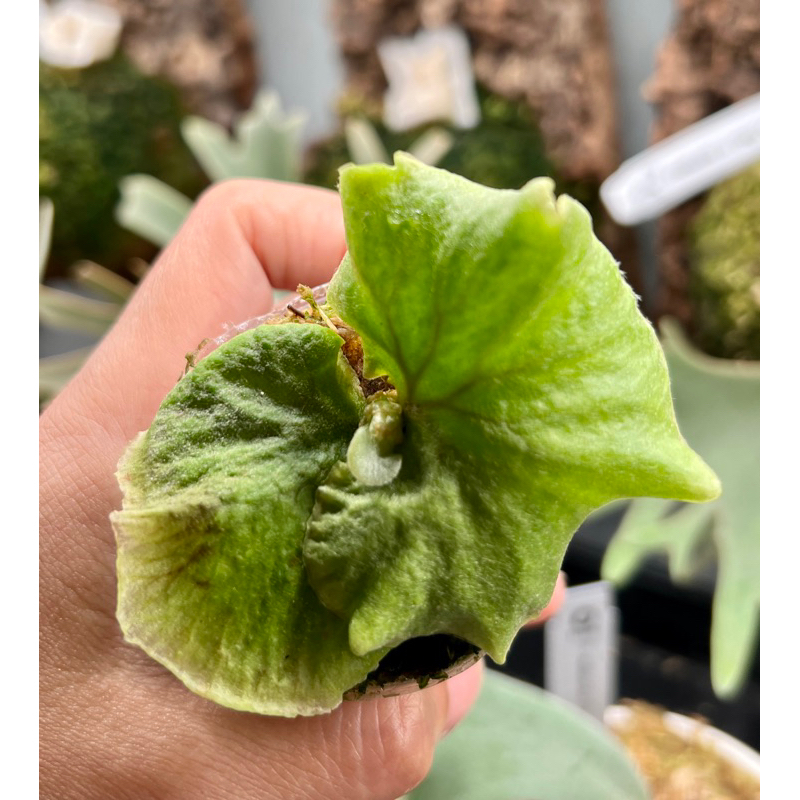 侏儒銀葉亞猴P. Ridleyi Dwarf Silver(TC) | 蝦皮購物 侏儒銀葉亞猴P. Ridleyi Dwarf Silver(TC) | 蝦皮購物