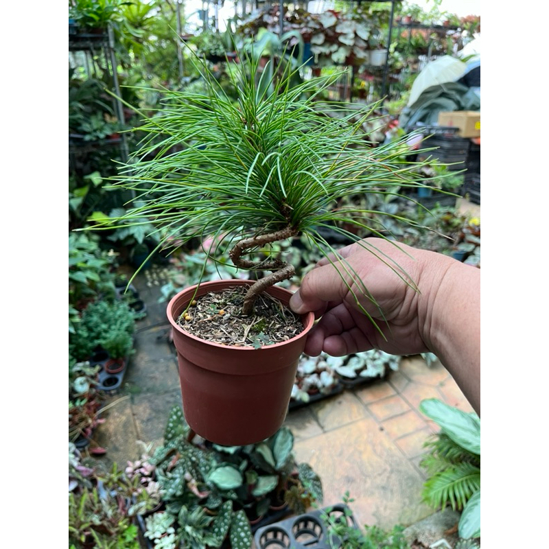 五葉松塑型｜3.5吋盆/苖植袋～小品盆栽⋯ | 蝦皮購物