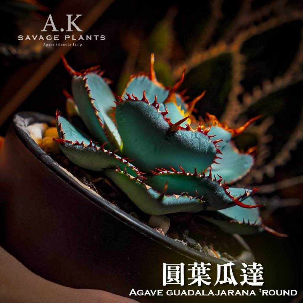 A.K SAVAGE PLANTS》Guadalajarana圓葉瓜達『一物一拍』龍舌蘭｜嚴龍