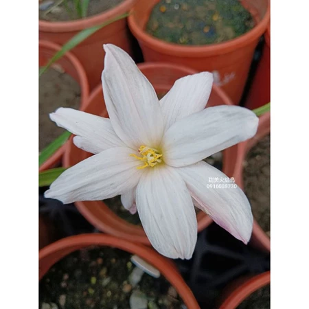 甜美火焰鳥 頂上花藝