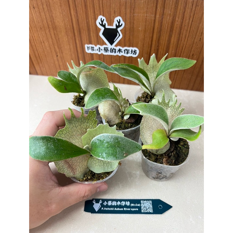 Rydeen × veitchii high finger 大きく AUS spore 