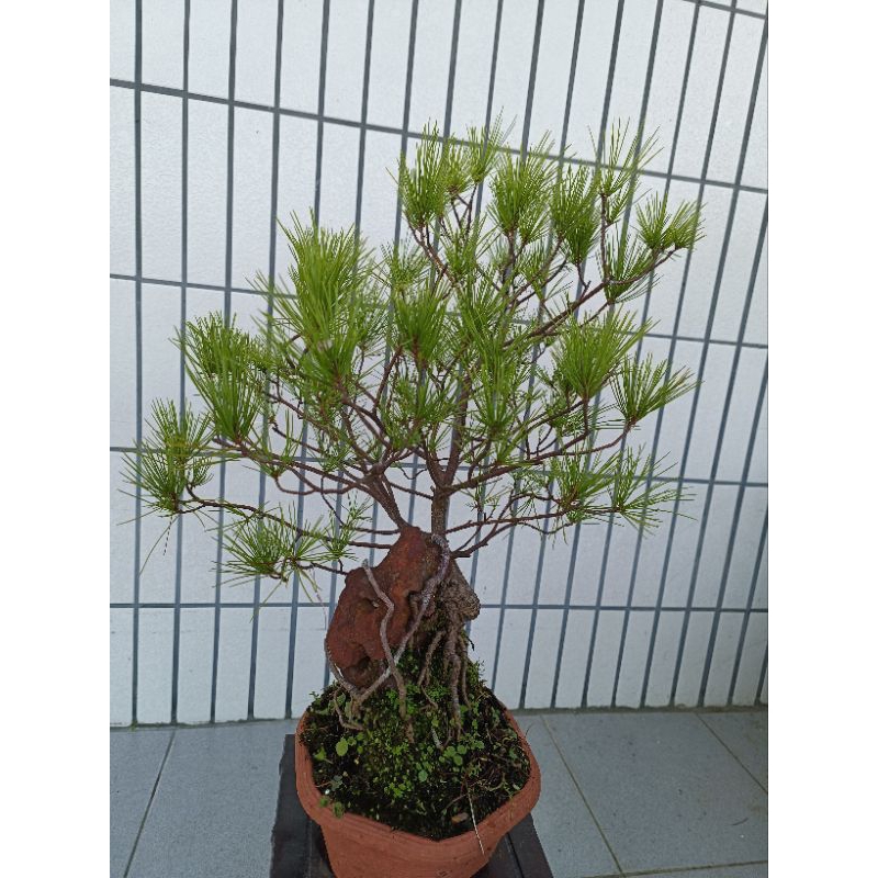 五葉松盆栽五葉松附石小品盆栽苗木花苗庭園景觀| 蝦皮購物