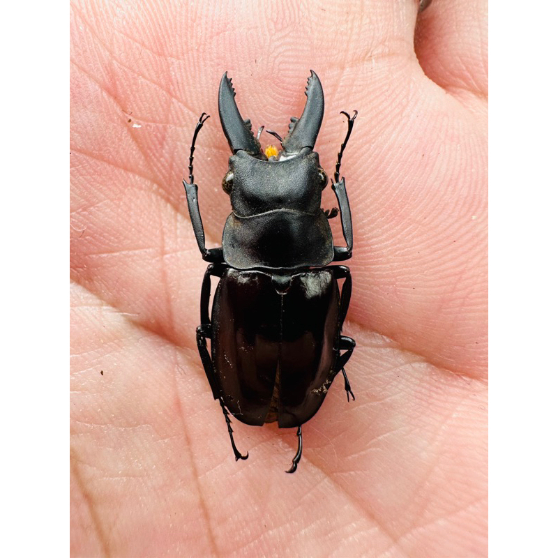 昆蟲標本（死的非活體） 稀有Katsuraius ikedaorum 鞘翅有破29.5mm