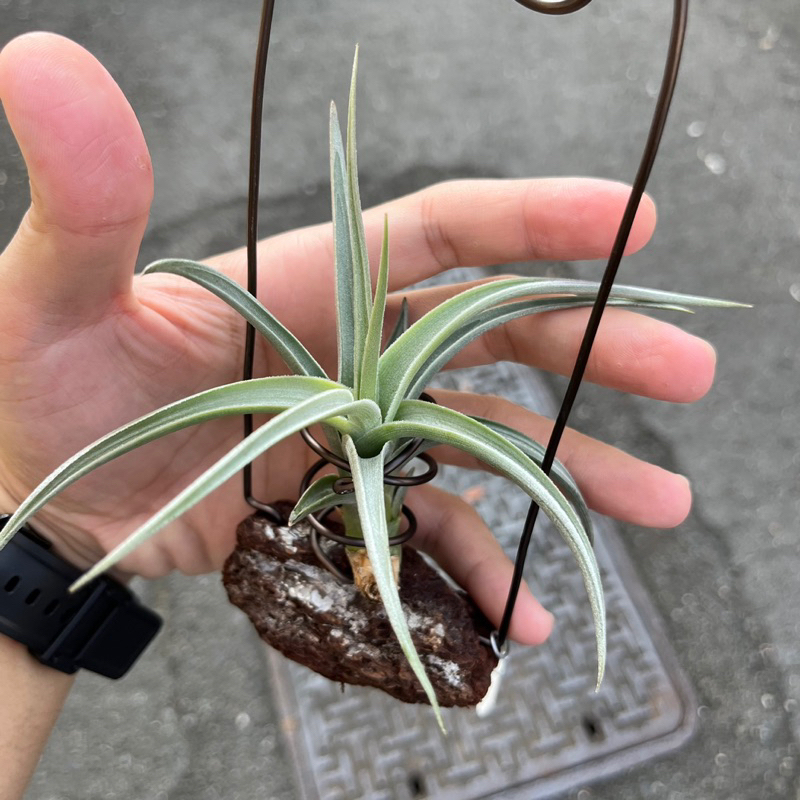 小玩植】空氣鳳梨🍍「樂透Tillandsia lotteae」（附旋轉底座）葉子厚實