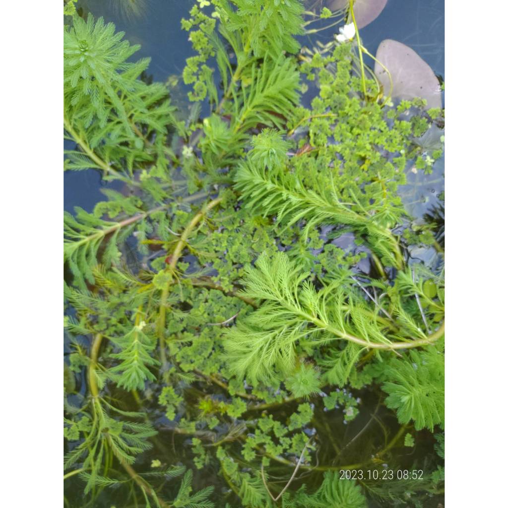 粉綠狐尾藻 水聚藻 青狐尾 綠羽毛 水松 | 蝦皮購物