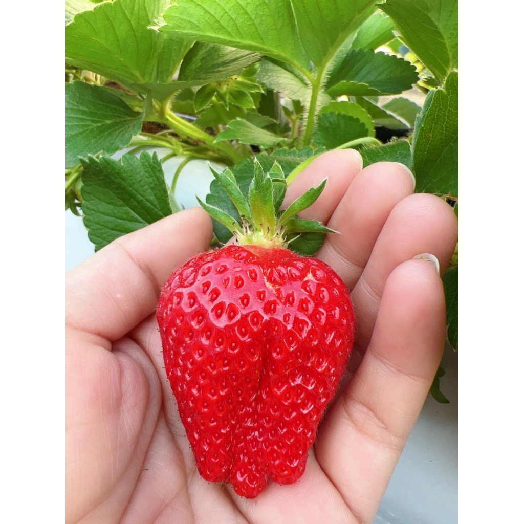 草莓界的爱马仕：日本白草莓，一颗天价，尝了一口，果然……|草莓|爱马仕|天价_新浪新闻