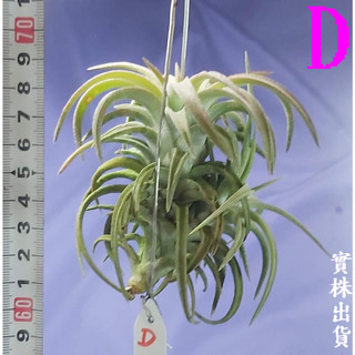 【新巧園】空氣鳳梨-長莖小精靈 （粗梗型）T. Ionantha var.van-hyningiII（含吊掛鋁線） | 蝦皮購物