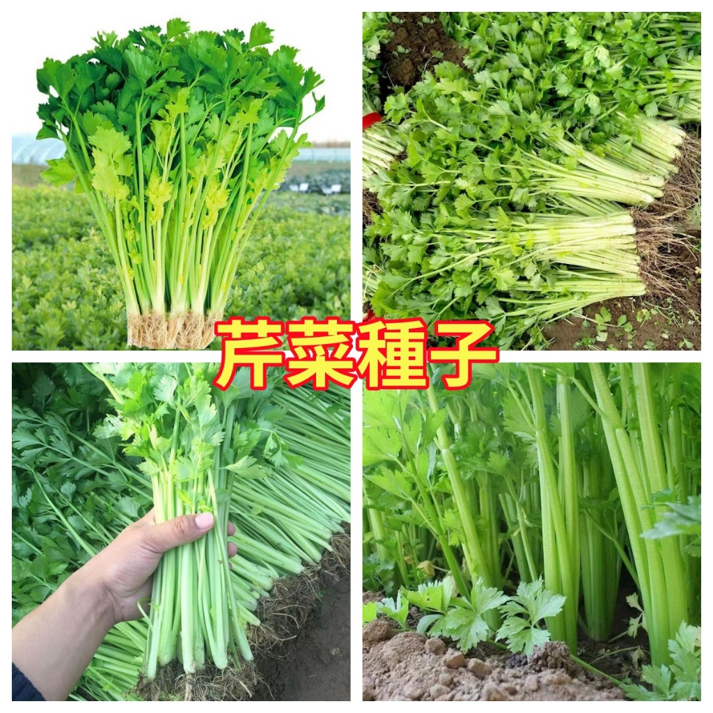 ハーブセロリ スープセロリ 芹菜 300g 【新品】 - 野菜