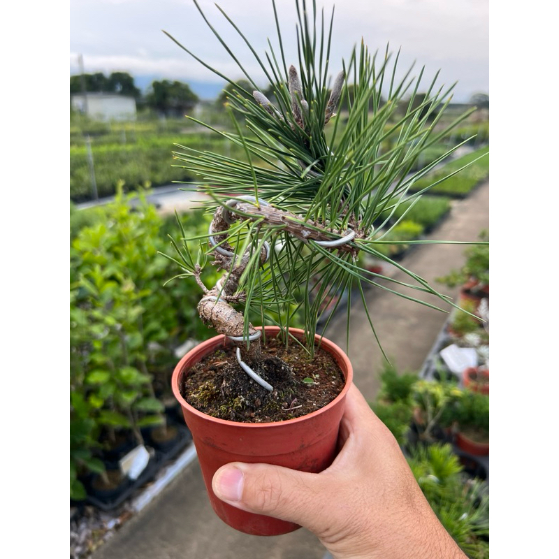 鐵柏紀州真柏3.5吋盆新品上架中| 蝦皮購物