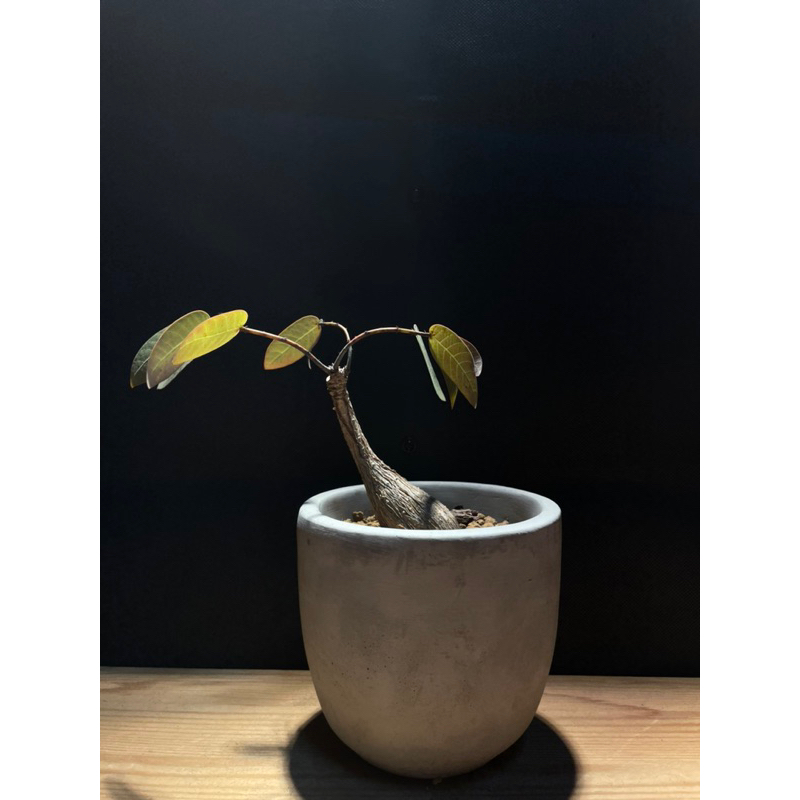 奇異油柑 】大戟 | 蝦皮購物