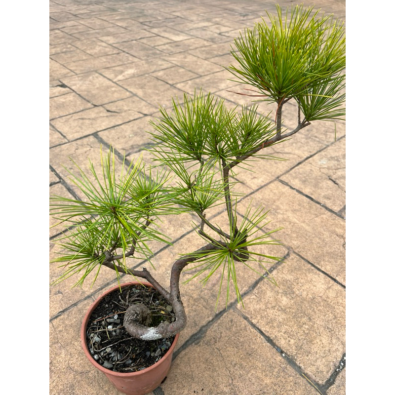 日本八房黃金五葉松｜4吋8方盆～小品精品盆栽⋯ | 蝦皮購物