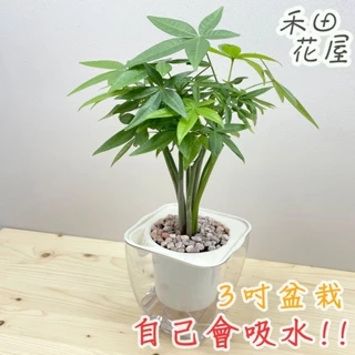 禾田花屋|馬拉巴栗|發財樹|3吋透明方盆|室內植物|免澆水|懶人盆栽|觀葉植物|室內植物|懶人盆栽|吸水盆