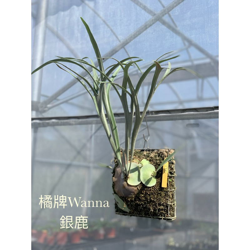 🌱愛客森🌱 橘牌Wanna 銀鹿鹿角蕨| 蝦皮購物