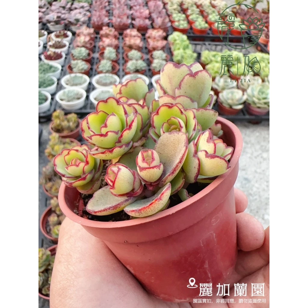麗加-翩蝶之舞-新手推薦-超好養-多肉植物-療癒綠植