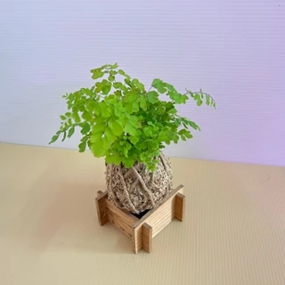 🍁香亭苑🍁 鐵線蕨 水苔球/苔�球/苔玉 居家裝飾/療癒小品/文青小品 💲單價180元