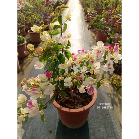 彩虹蝶花 7吋盆