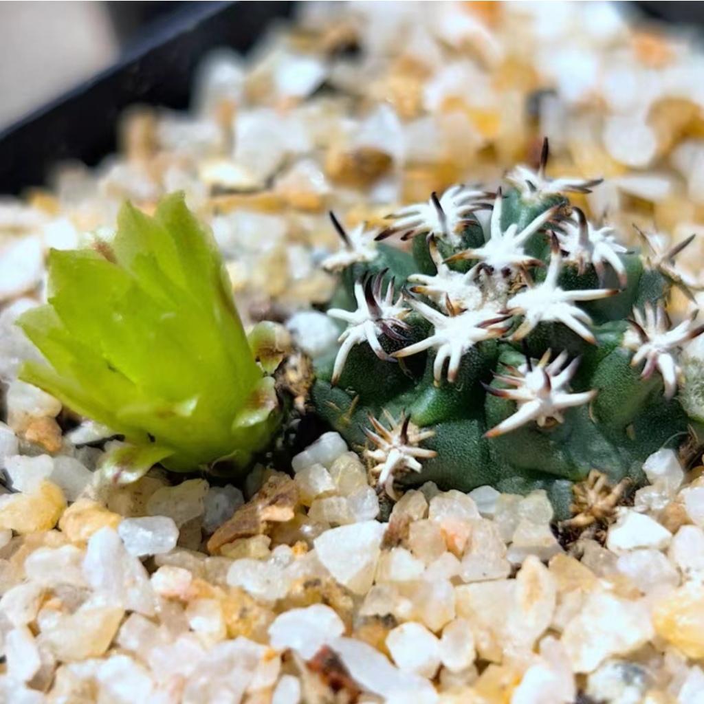 MC多肉植物自根短豪刺青花蝦仙人球綠植盆栽室內陽台| 蝦皮購物