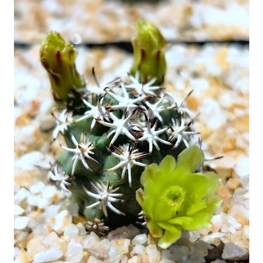 MC多肉植物自根短豪刺青花蝦仙人球綠植盆栽室內陽台| 蝦皮購物