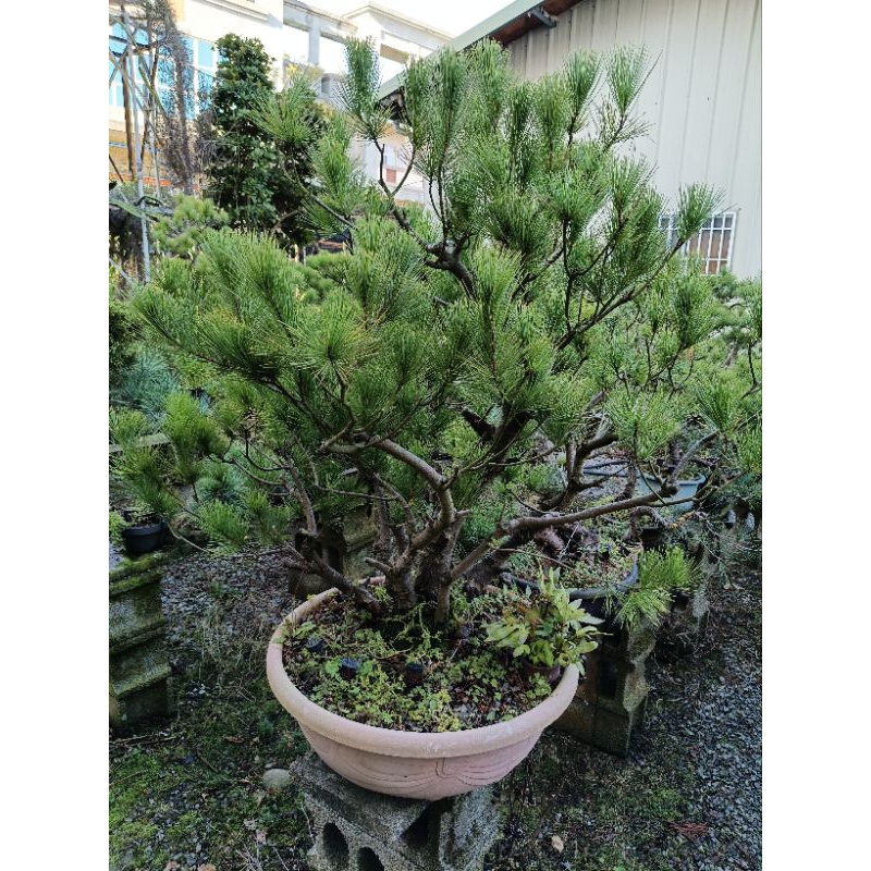 五葉松盆栽！ 五葉松盆栽（中型サイズ） 【11100-0067】 - 埼玉県さいたま市