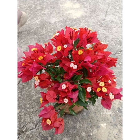 紅辣椒 5吋盆