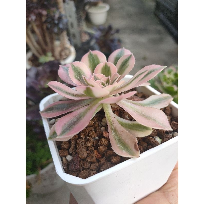 台鳳轉角多肉】韶華紅金剛.維娜斯錦斑法師3~5吋盆韓國多肉植物