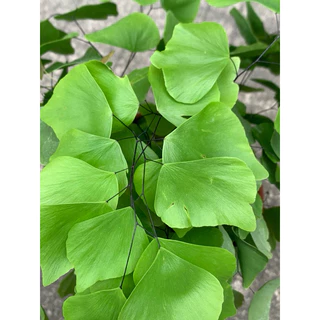 植plant & flower ~ 鐵線蕨 銀幣
