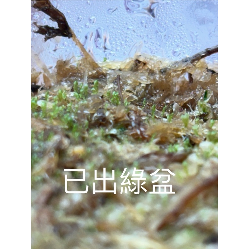 神獸的產地P.Alcicorne dwarf 侏儒馬圓鹿角蕨孢子盆已播孢盆母株 神獸的產地P.Alcicorne dwarf 侏儒馬圓鹿角蕨孢子盆已播孢盆母株