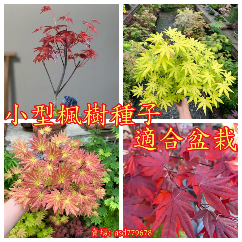 🌺【楓樹種子】楓樹種子大全 20多個正版金線楓樹 日本楓樹 羽毛楓樹黃金楓樹種子 觀賞綠林種子 | 蝦皮購物