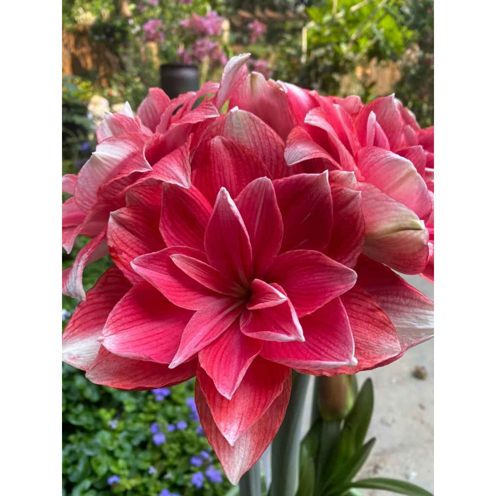 ピンクチューリップとスイートピーの花束 - チューリップ特集