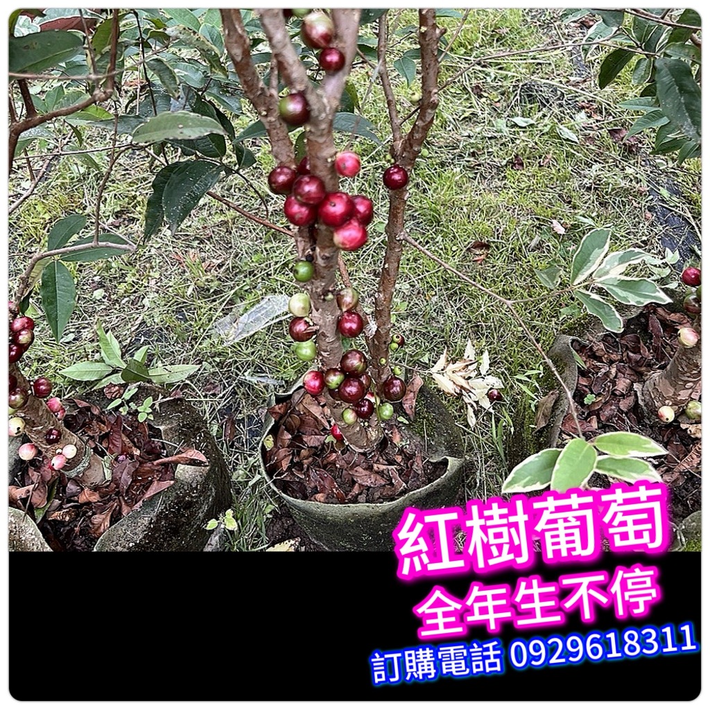 艾斯卡四季樹葡萄✓3-8年齡各尺吋＋已生過✓此品種全年結果樹苗
