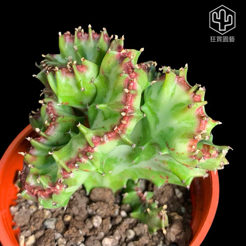 [狂買園藝] 多肉植物 春峰綴化(玉麒麟) 3寸盆 /大戟科/仙人掌/送禮小物/婚禮小物