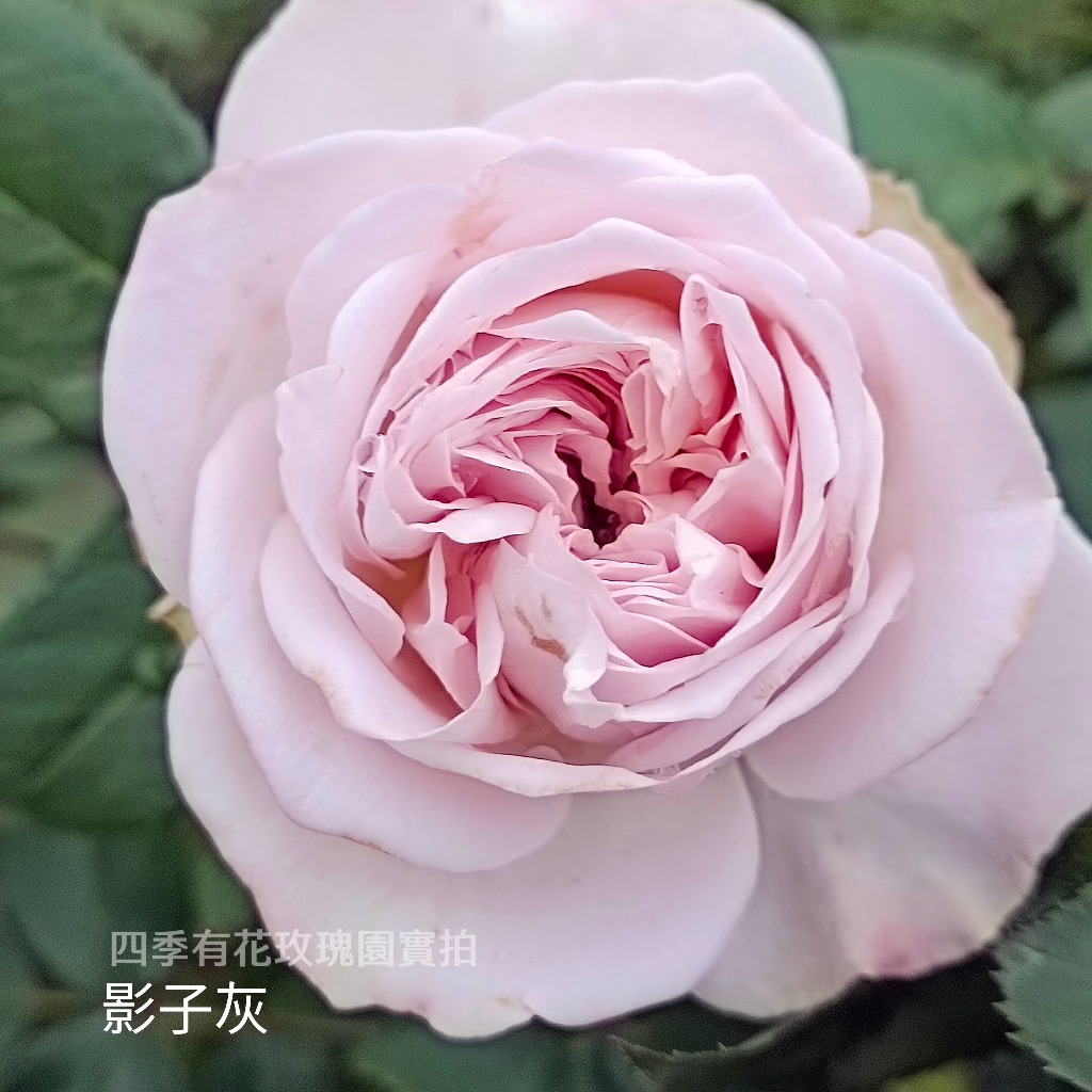 影子灰 Shades of Grey 瓶插切花 強香 淡灰粉色《四季有花玫瑰園》下單前請詳閱敘述 玫瑰苗 玫瑰盆栽 | 蝦皮購物
