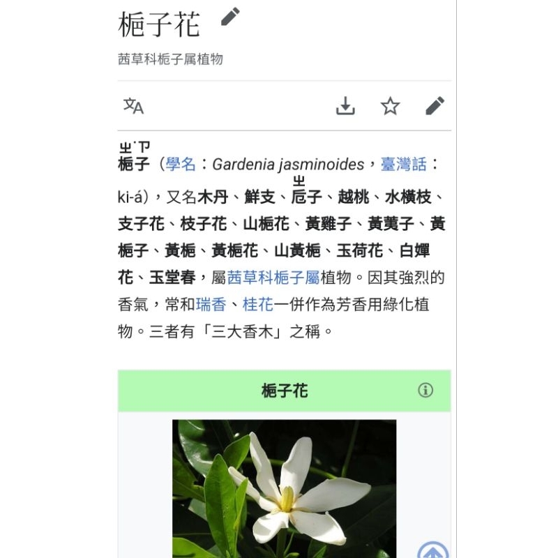 梔子花原精• plantlightsound.com