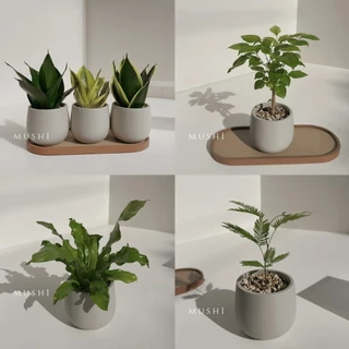 Mushi 🎉賣最好［觀葉植物］室內植物/發財樹/辦公室植物小品/浴室植物/多款綠植/沐時嚴選