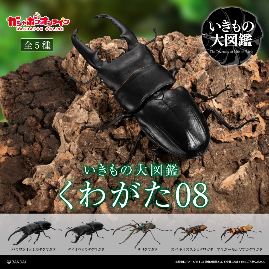鹿角鍬形蟲｜優惠推薦 - 蝦皮購物 - 2026年7月