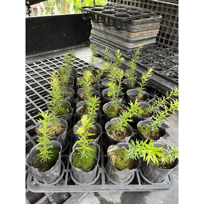 台灣原生種 油杉 ～實生苖木⋯3寸 | 蝦皮購物