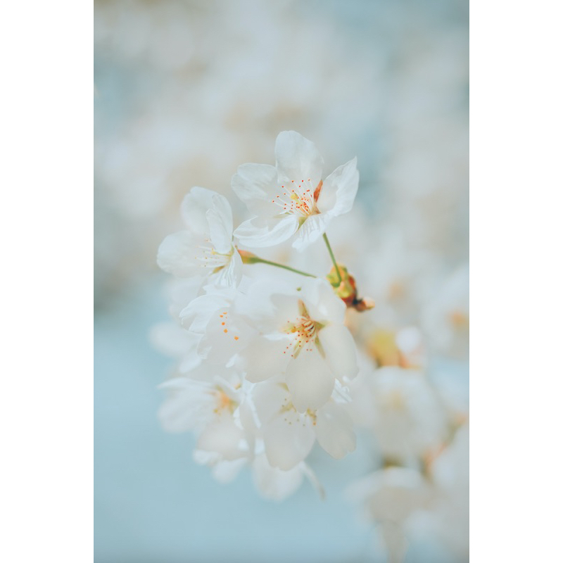 白花茶White Blossom Tea(照片僅供參考） 蝦皮購物