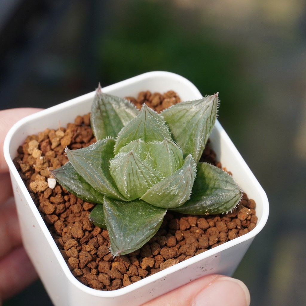 10.26 蜜桃x夢露 實生 百合科 Haworthia 多肉植物 詠詠多肉