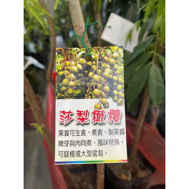 沙梨橄欖/橄欖苗/永吉種苗園 | 蝦皮購物