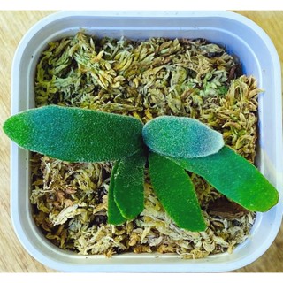 期間限定お試し価格】 植物/観葉植物 Sporelings Bacteria P