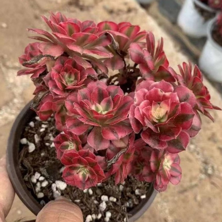 紅銅壺白錦🌷1211 無根裸株出貨多肉植物多肉法師錦斑| 蝦皮購物
