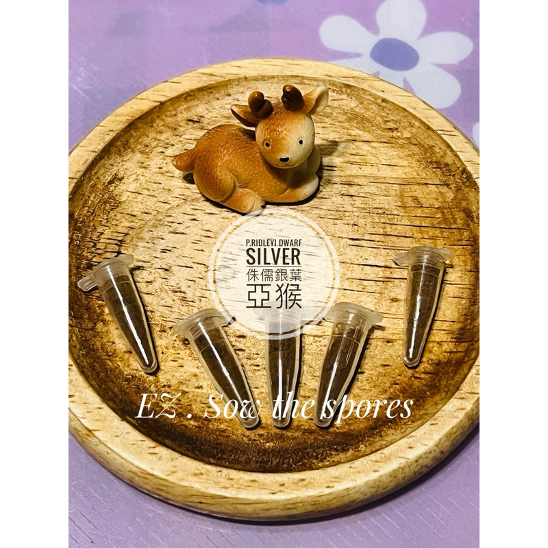 EZ播孢樂🦌》極可愛P.Ridleyi dwarf silver侏儒銀葉亞猴🐵/200目 EZ播孢樂🦌》極可愛P.Ridleyi dwarf silver侏儒銀葉亞猴🐵/200目