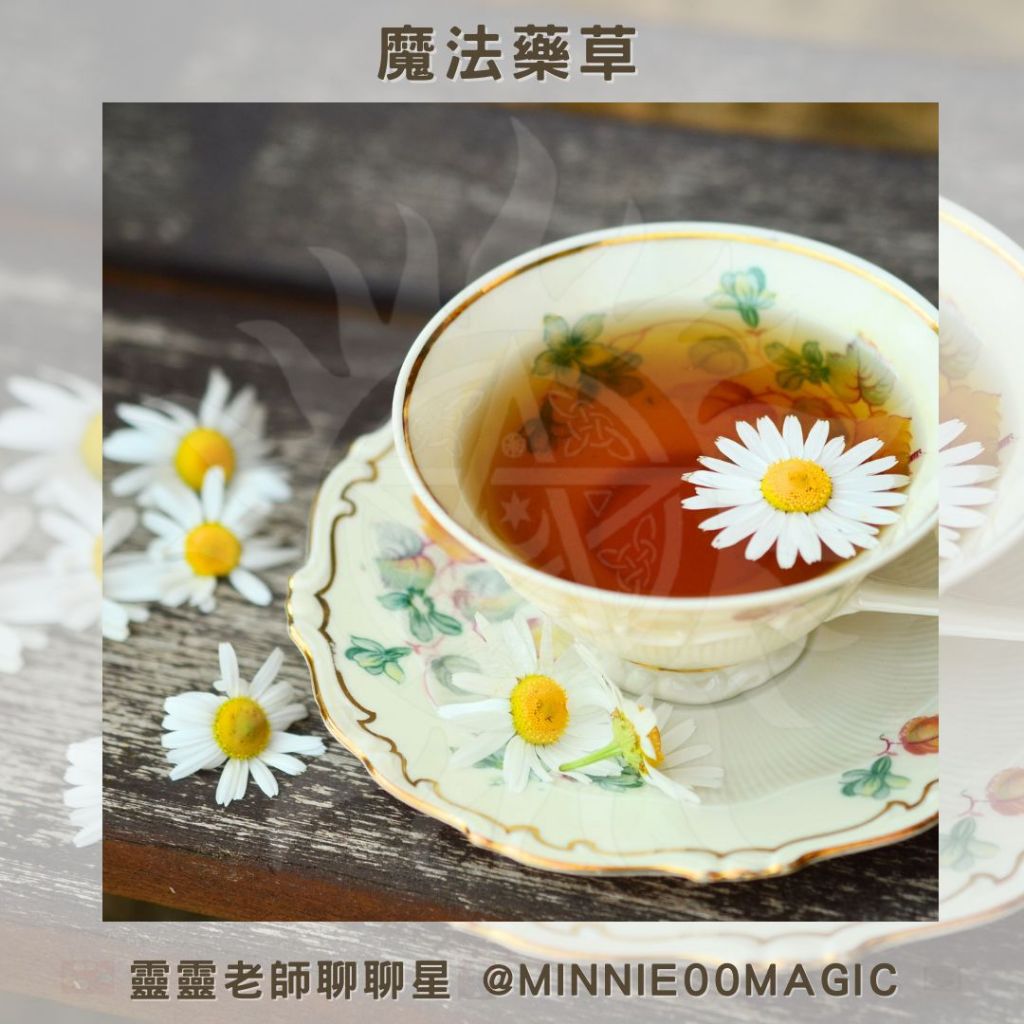 胎菊王100g 清肝明目養生茶 菊花茶 四季清火 - 茶