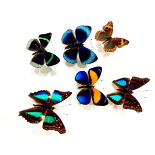 蟲新發現蝴蝶藝品館, 線上商店| 蝦皮購物