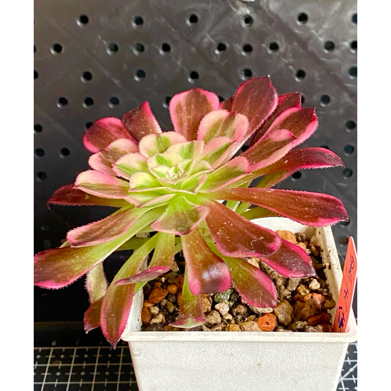 法師系列(錦斑、紅覆輪法師) | 蝦皮購物