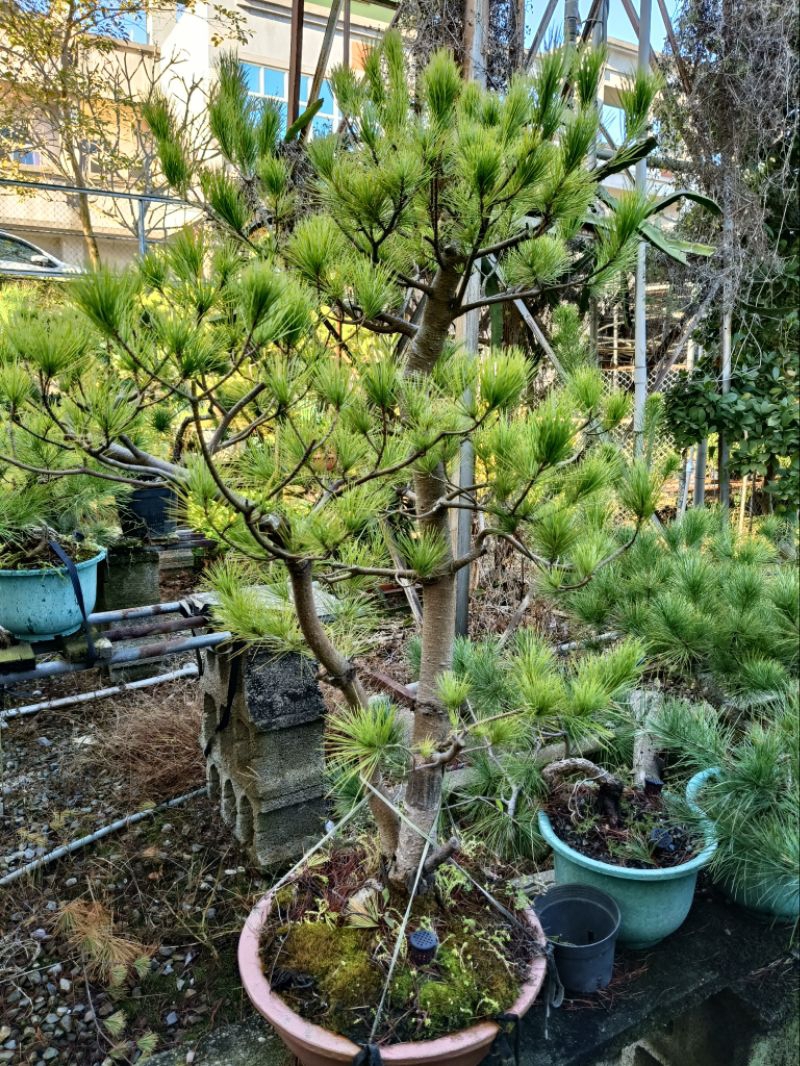 【五葉松】 樹高 70cm 盆栽五葉松樹高47cm